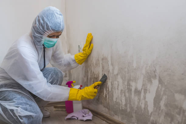 Biohazard Mold Removal in Central City, KY