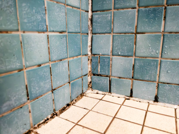 Best HVAC Mold Inspection and Cleaning  in Central City, KY
