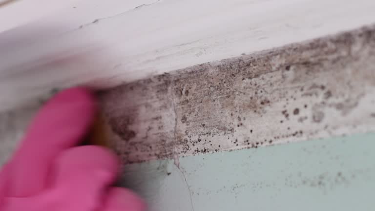 Best Basement Mold Removal  in Central City, KY